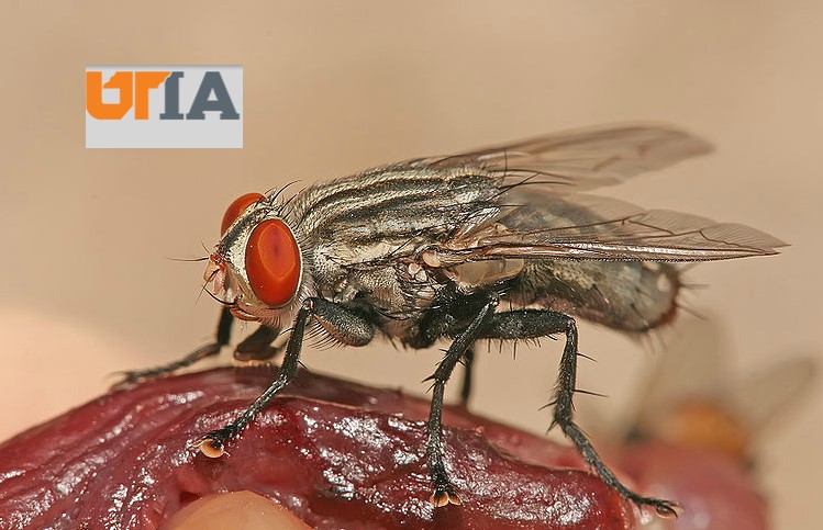 Entomologi Forensik - Beberapa Fakta Akan Diungkap