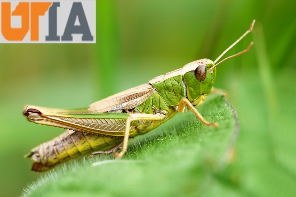 Ciri Ciri Lain Serangga Ciri Serangga (Karakter Insekta) - Entomologi Dan Patologi Tumbuhan
