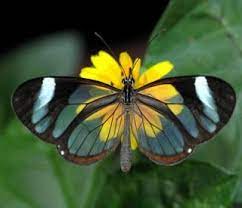 Kupu – Kupu The Glasswing Butterfly