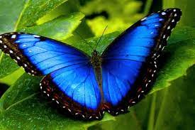 Kupu – Kupu The Blue Morpho